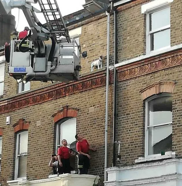 Max the Jack Russell’s High-Rise Rescue: Paddington Firefighters Save Pup from Two-Storey Ledge in Maida Vale!