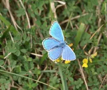 Flutter Frenzy: National Trust Hosts Butterfly Spotting at Tennyson Down This Monday