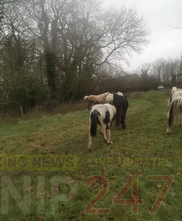 Horses Loose Again in Leigh Park Amid Fly Grazing Chaos and Owner Assault Probe