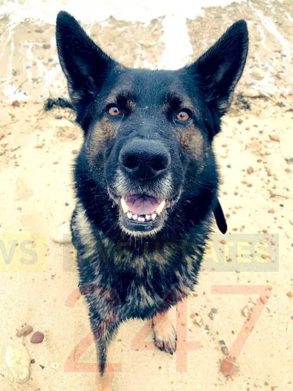 Isle of Wight Police Dog Chase Sniffs Out Class A Drugs and Nabs Dealer in Daring Foot Pursuit
