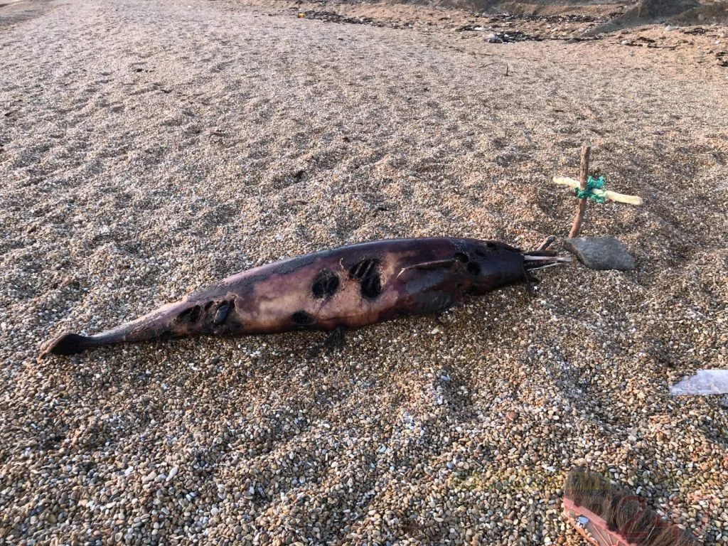 Dead Dolphin Washes Up on Isle of Wight Beach – Third Marine Mammal to Die This Year