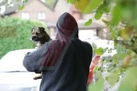 Dog thieves spotted on Hampshire street