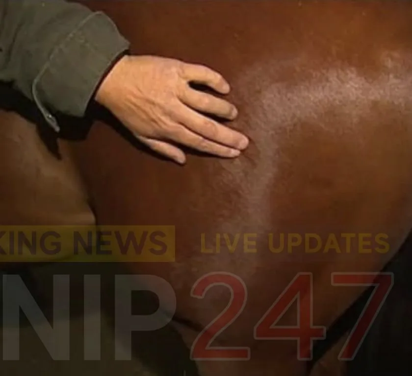 Horse Shot with Air Pistol Near Durley as Police Hunt Two Teens