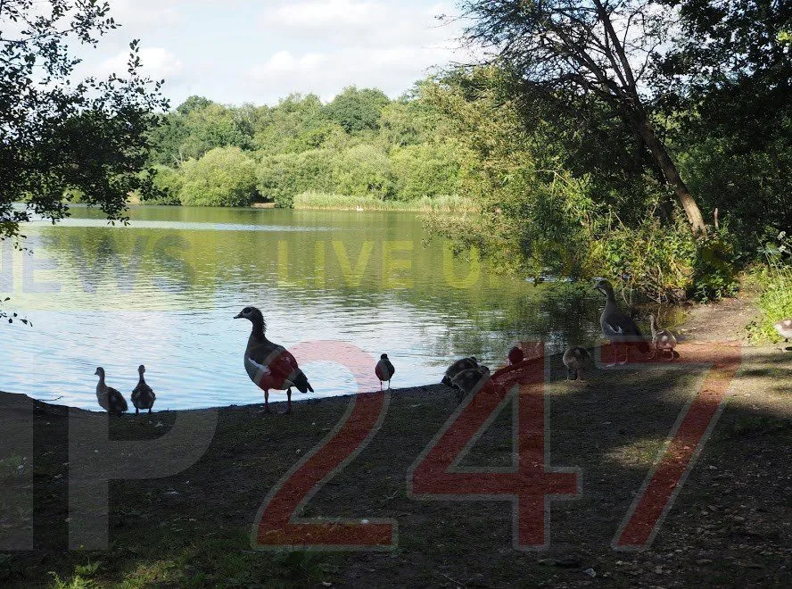 Teen Charged with Assault After Petersfield Duck Pond Brawl