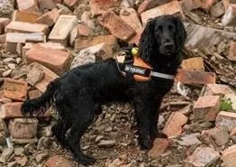 Kent Fire’s Canine Star Buzz Nears Rescue Dog Certification After Daring Training