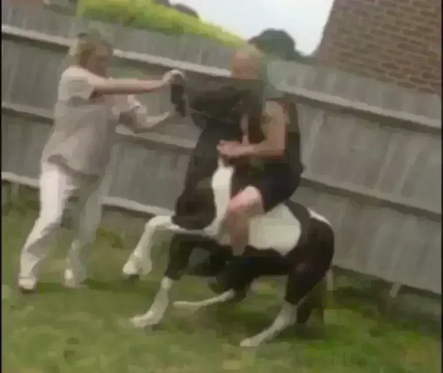 Drunken Mob’s Brutal Attack Leaves Tunbridge Wells Pony Severely Injured – Police and RSPCA Investigate