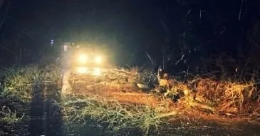 Wooburn Common Road Shut as Giant Tree Topples in High Winds, Live Wires Down