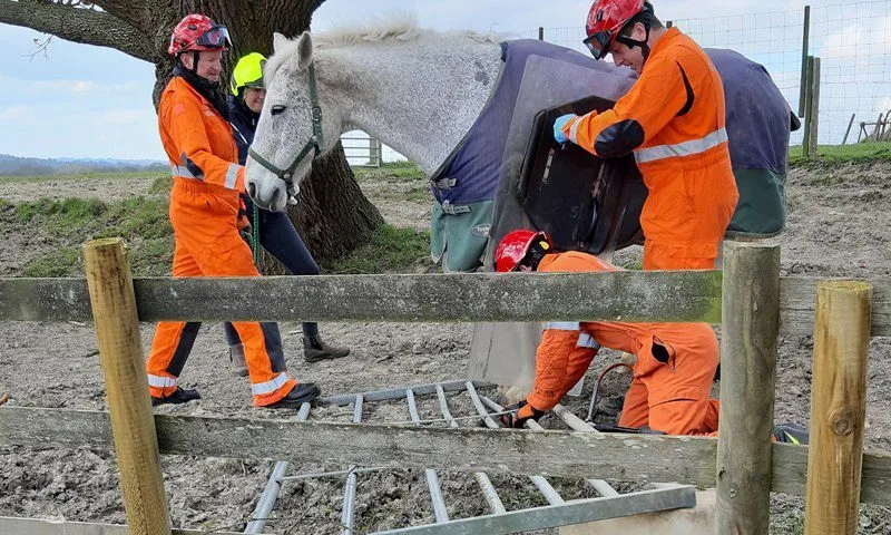 Horse Trapped in Gate Rescued by West Sussex Firefighters in Dramatic Rescue