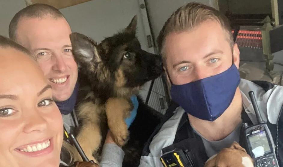 Met Police Rescue 15 Dogs Including German Shepherds and Bulldogs from Squalid London Home