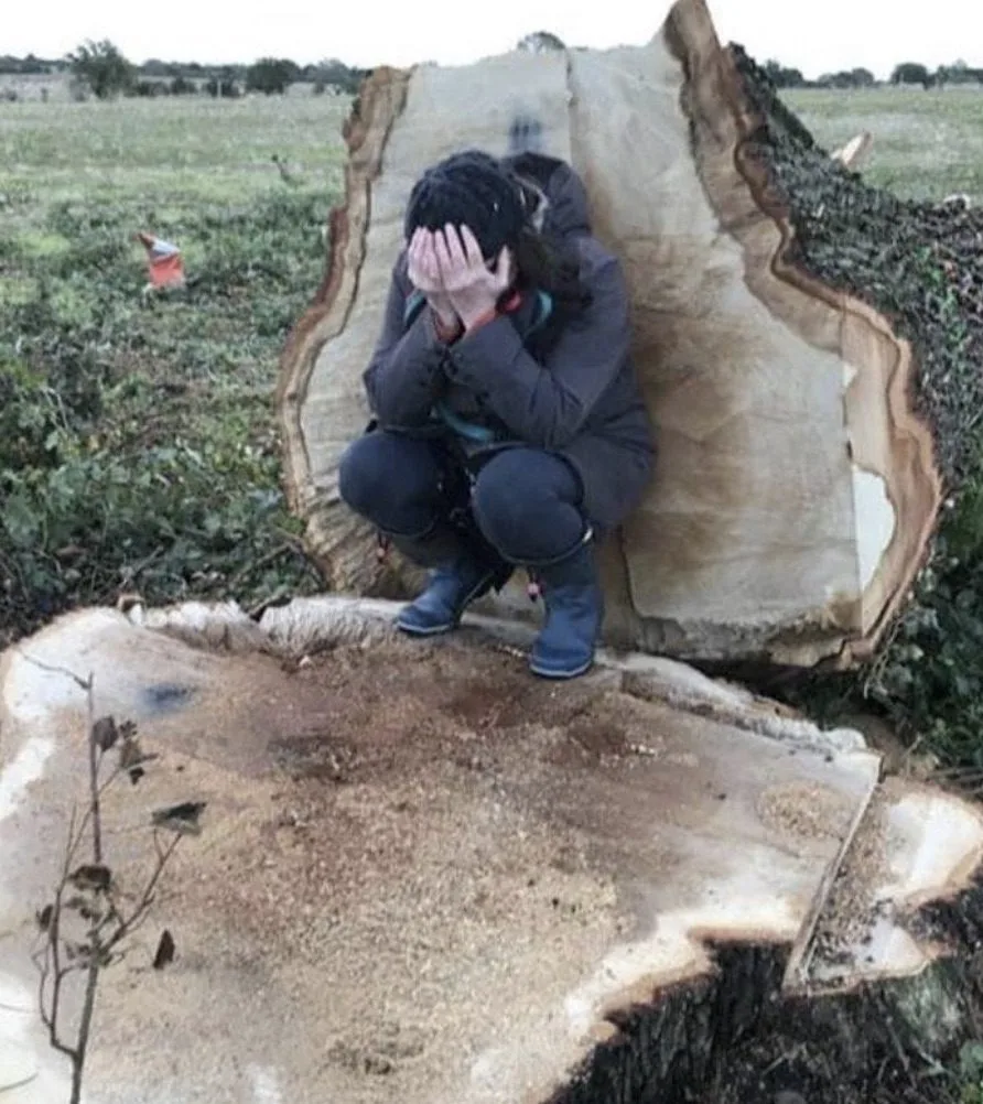 300-Year-Old Ancient Tree Felled to Clear Way for HS2 Service Road