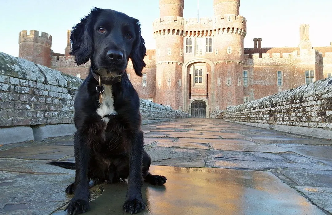 From Abandoned Pup to Crime-Busting Hero: Surrey’s Badger the Police Dog Sniffs Out Drugs and Cash