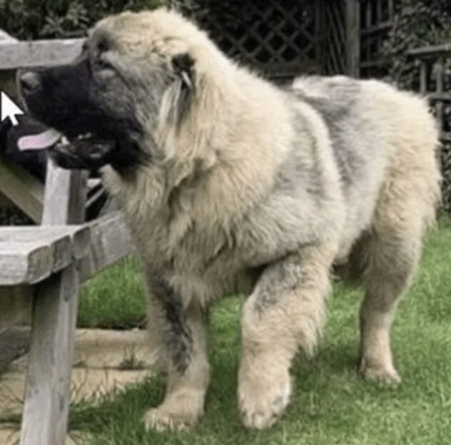 Halstead Dog Heist: Three Pets Stolen in Bold Daytime Raids – Police Urge Owners to Beef Up Security
