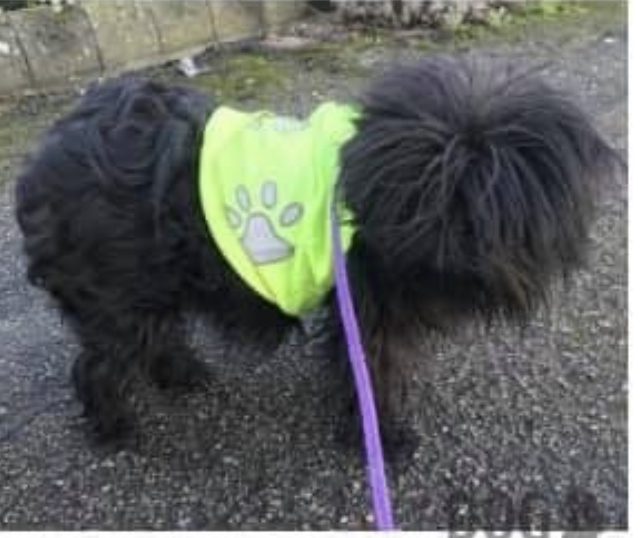 Male Affenpinscher Black named Merton is missing