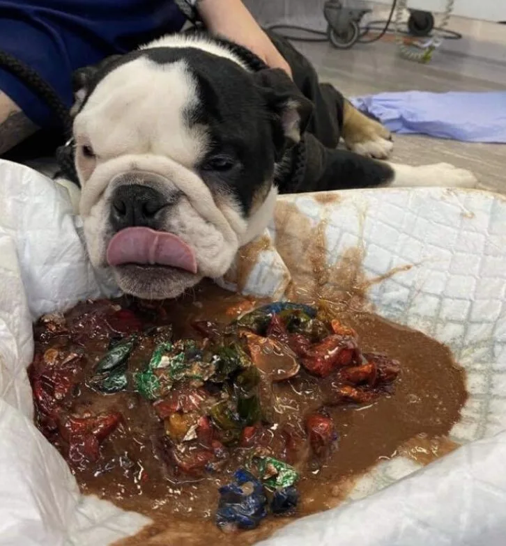 Dog Chokes on Chocolate Box: Quick-Thinking Owner Saves Pup from Deadly Poisoning