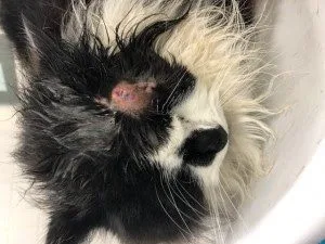 Whitland Cat Luna Survives Air Gun Attack Before Christmas – RSPCA Urges Vigilance and Witnesses
