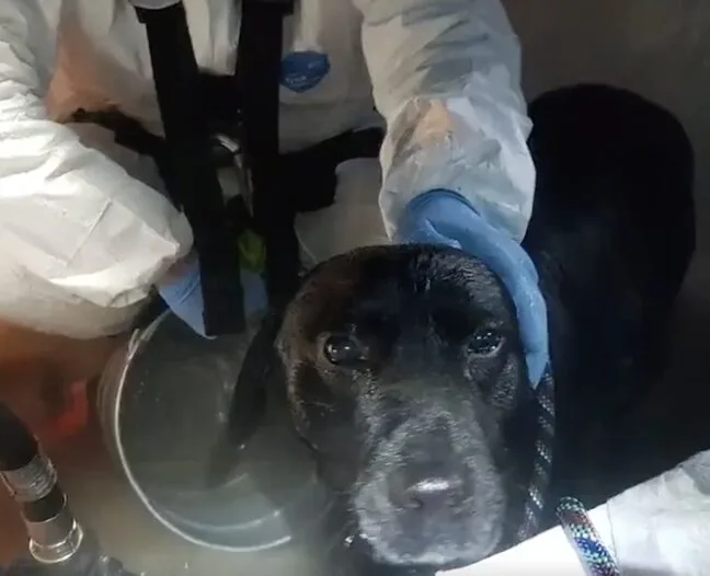 Heroic Firefighters Rescue Willy the Labrador After 20ft Plunge Into Hidden Eastleigh Well