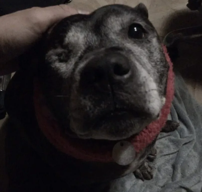 Hit-and-Run Horror in Lambeth: Van Drags Staffordshire Bull Terrier 50 Metres, Driver Flees Scene