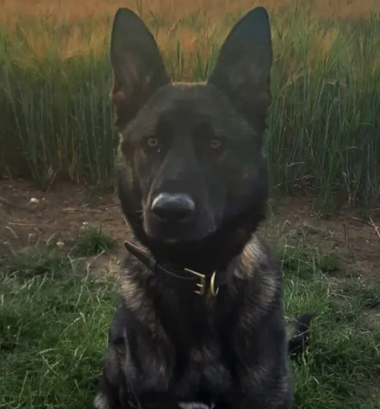 Met Police Dogs Sniff Out Knives, Swords & Drugs Across London, Nab Multiple Suspects