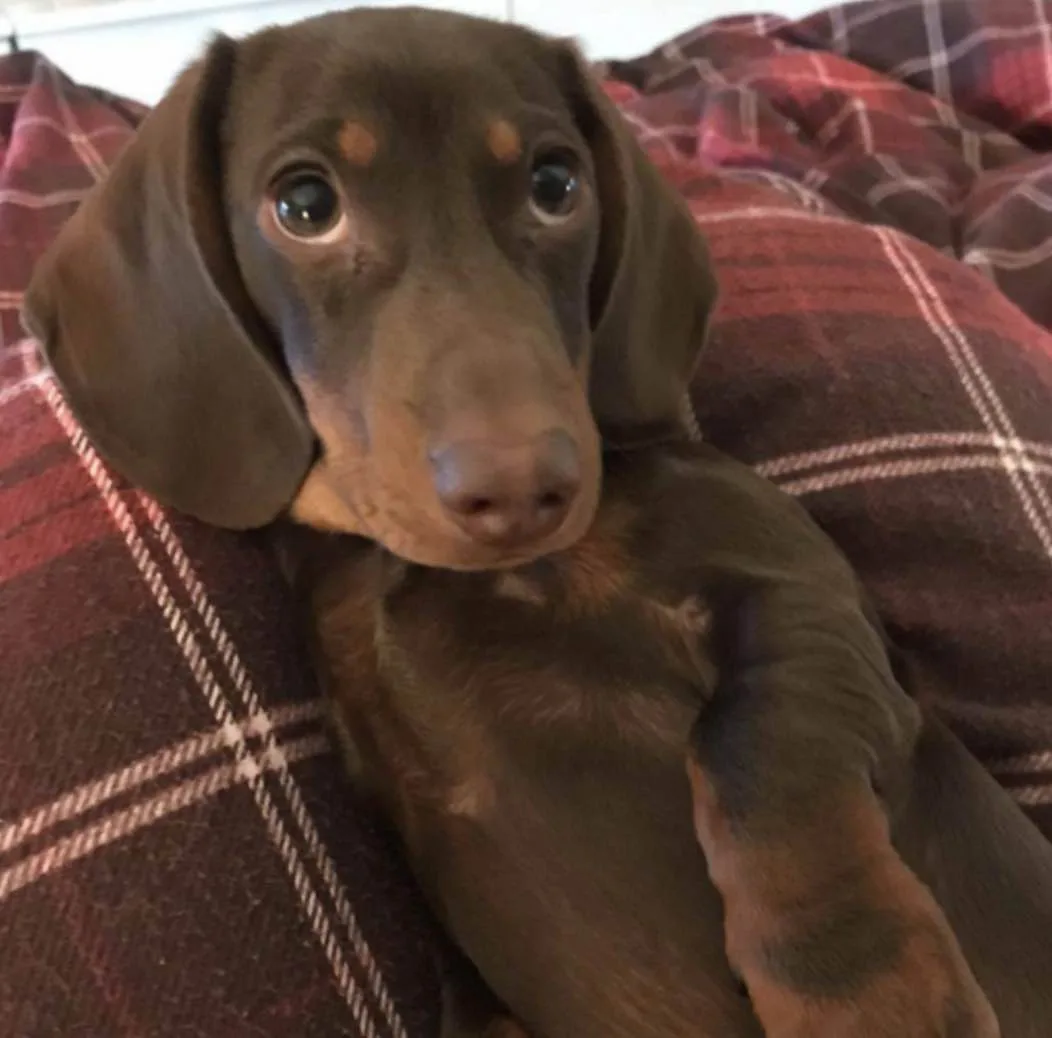Heartless Thief Steals Microchipped Mini Dachshund Puppy from Car in Broad Daylight – Police Urge Witnesses to Come Forward