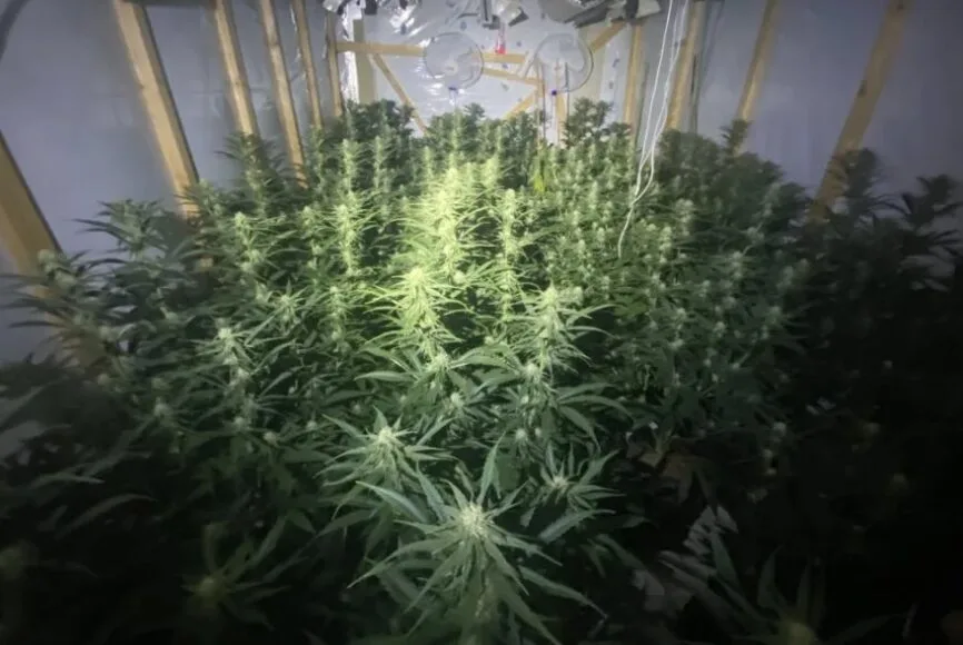 £75k Cannabis Haul in Burnt Oak as Three Arrested in Major Drug Bust