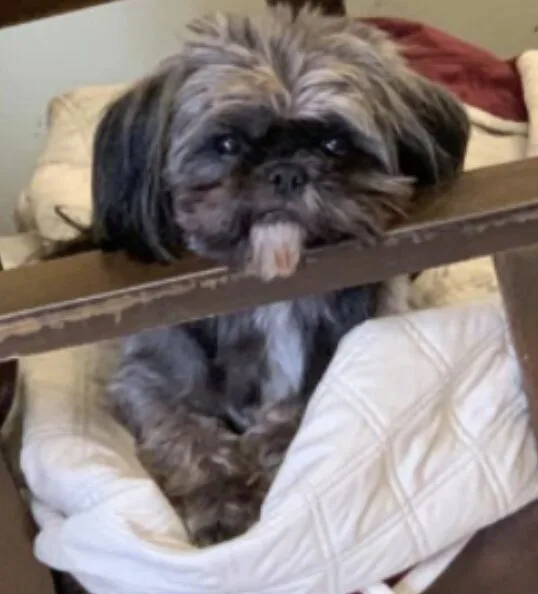 Shih Tzu Gizmo Brutally Attacked, Left Blind and Burned in Sickening Assault as UK Toughens Animal Cruelty Laws