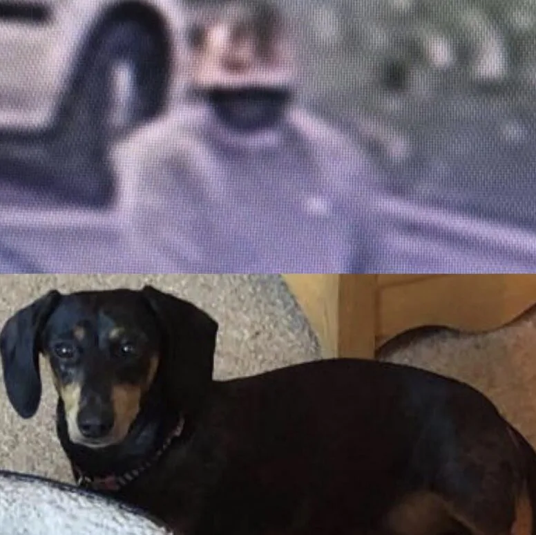 Daylight Dog-Nappers Strike in Woodville: Beloved Dachshund Minnie Stolen Near New Inn Pub – Police Hunt Black Ford Mondeo Getaway Car