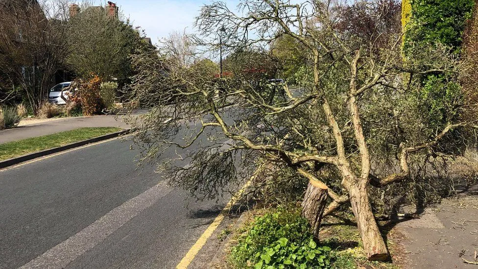 Weybridge Man Arrested After 35 Trees Felled in Elmbridge and Spelthorne Vandalism Spree