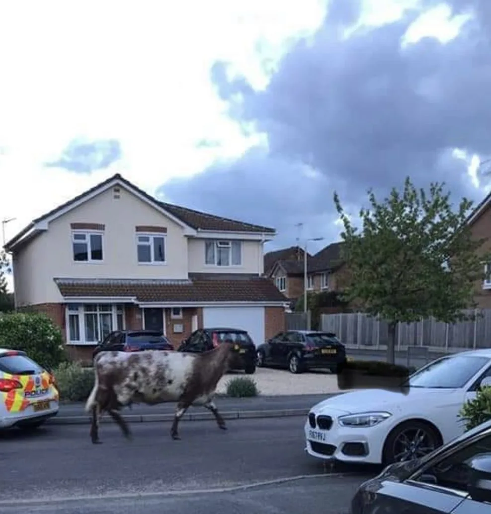 Rampaging Cow Trampled Roads and Injured Officer in Wokingham Chaos Before Being Euthanised