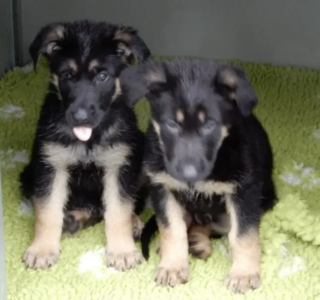 The Commissioner Cressida Dick has welcomed seven new-born puppies, named the ‘Ratana Litter’ in memory of PS Matt Ratana who was killed on duty last year