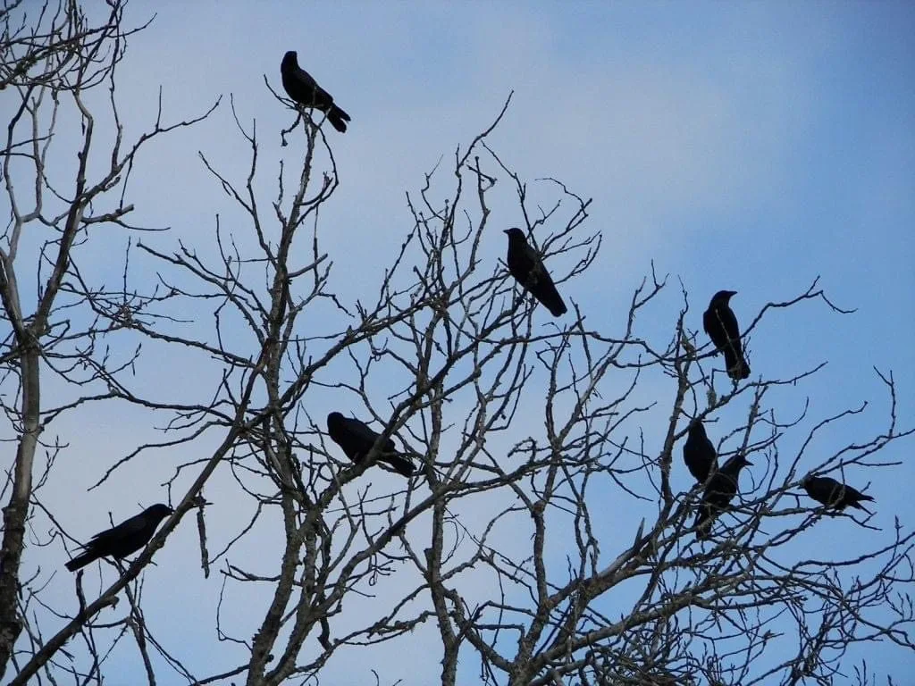 Shirley Pond Horror: Up to 40 Birds Dead After Youths Fire Catapults in Southampton West