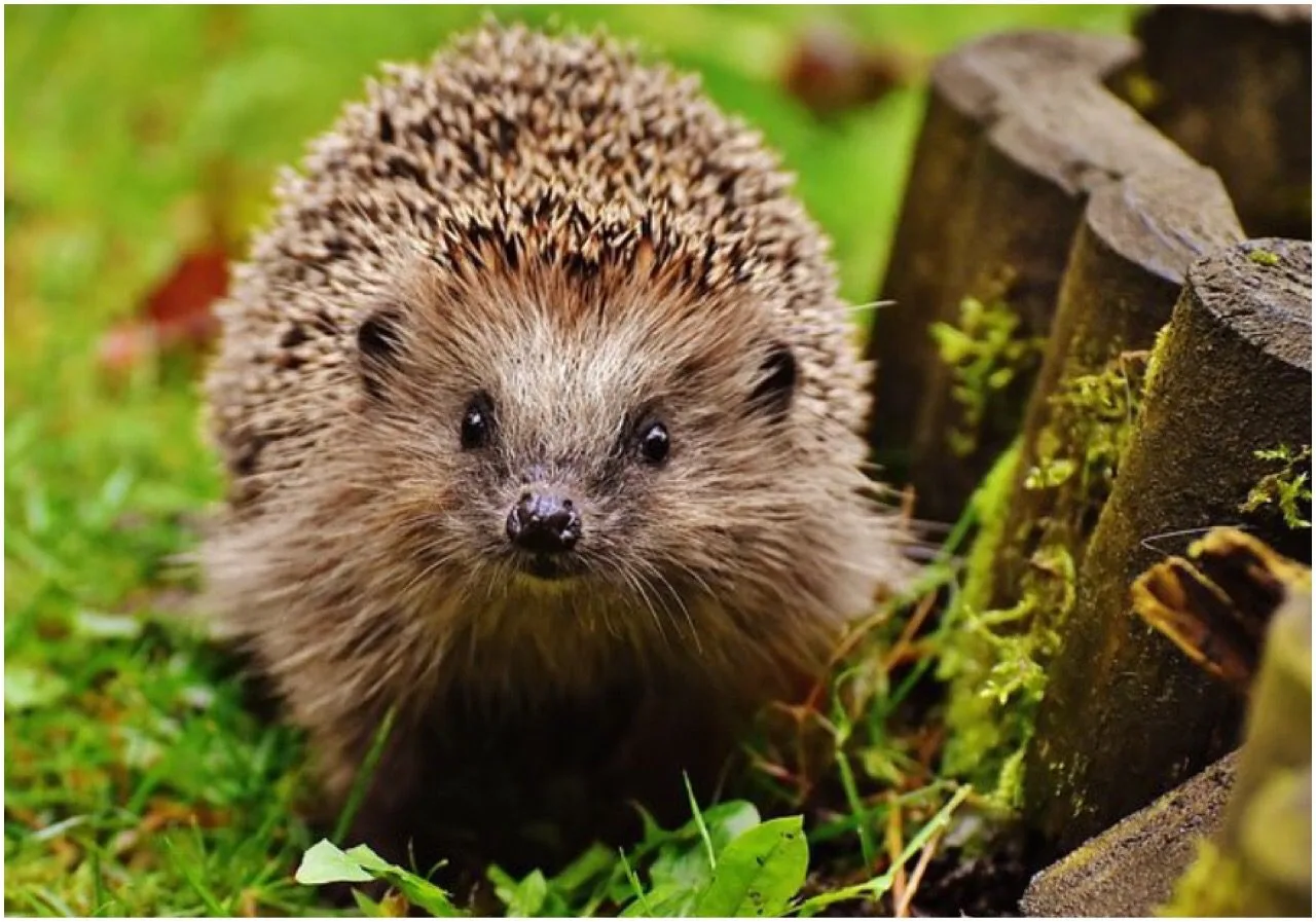 Teen, 13, Charged After Hedgehog Found Stabbed to Death Outside North Lanarkshire School