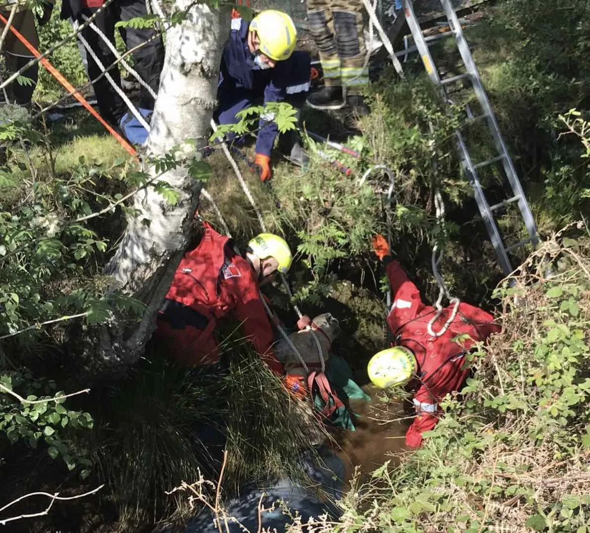 Horse Plunges 10ft Ditch in Cadnam Forest – Firefighters Use High-Tech Gear to Rescue Sedated Arabian Gelding