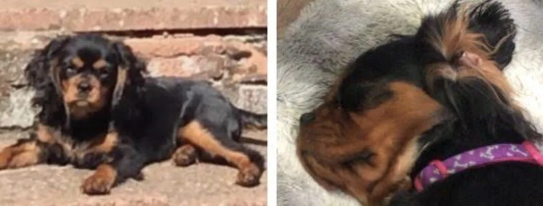 Phoebe has a black and tan coat, is around one-year-old and when she went missing was wearing a purple collar who has been stolen from Headcorn