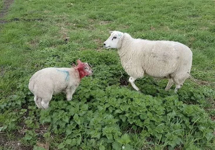 Lamb Mauled in Kent as Dog Pack Flees Scene – Police Hunt Three Men and Warn Owners to Keep Dogs on Leads