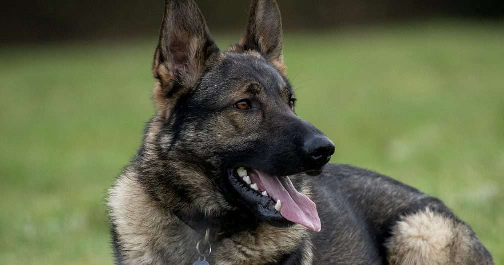 Dover Police Dog PD Yankee Sniffs Out Speeding Driver After High-Speed Escape Attempt