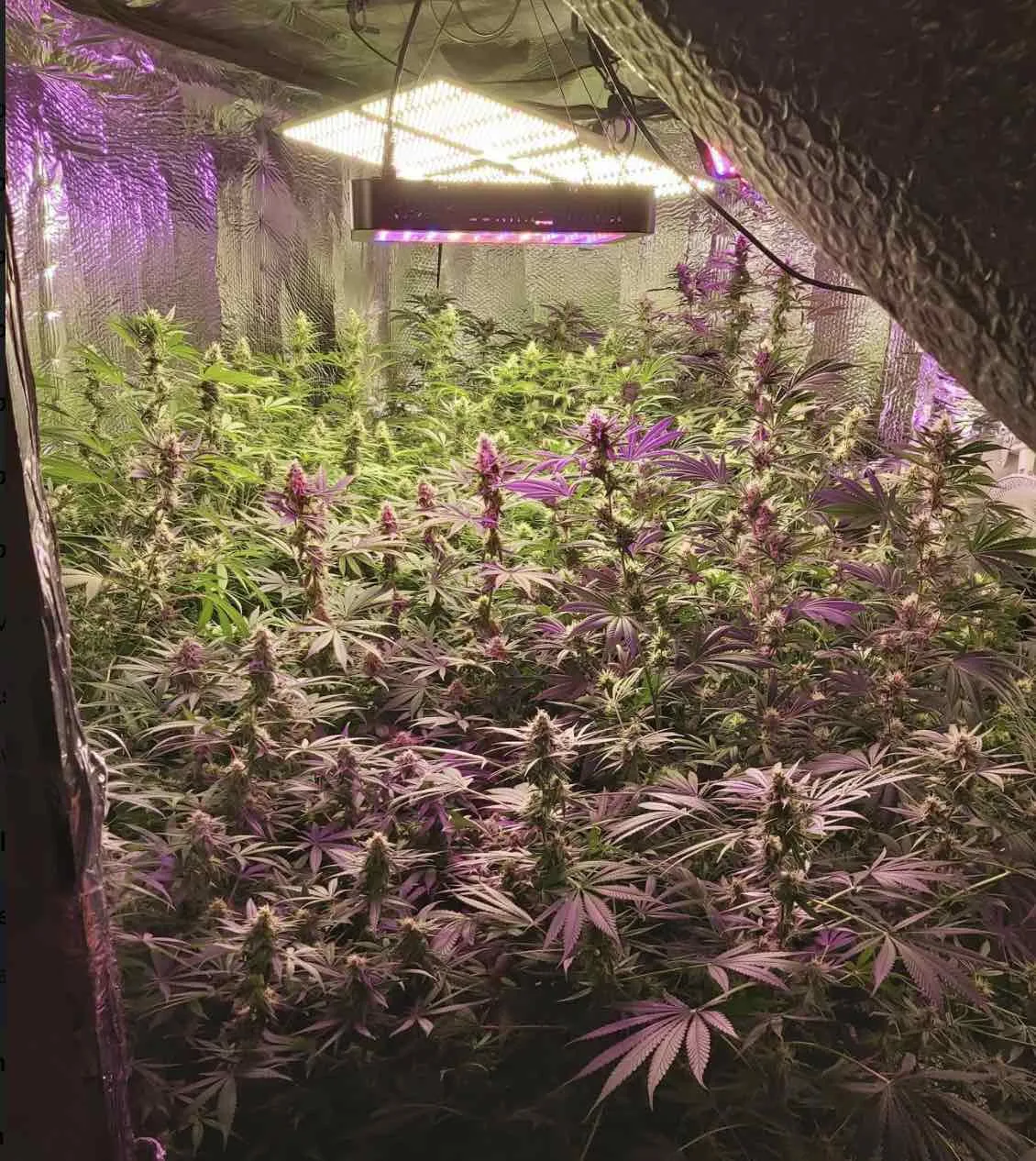 Massive Cannabis Haul in Canterbury: 20 Plants Seized, Two Men Arrested in Ivy Lane Raid