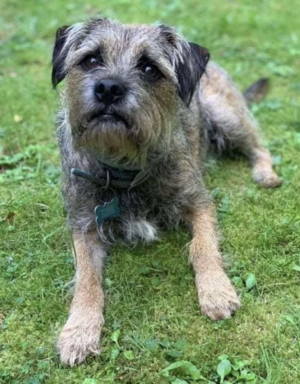 Horndean Dog Napped in Broad Daylight: Border Terrier Melchy Snatched from Teen – Police Hunt Crooks Continues