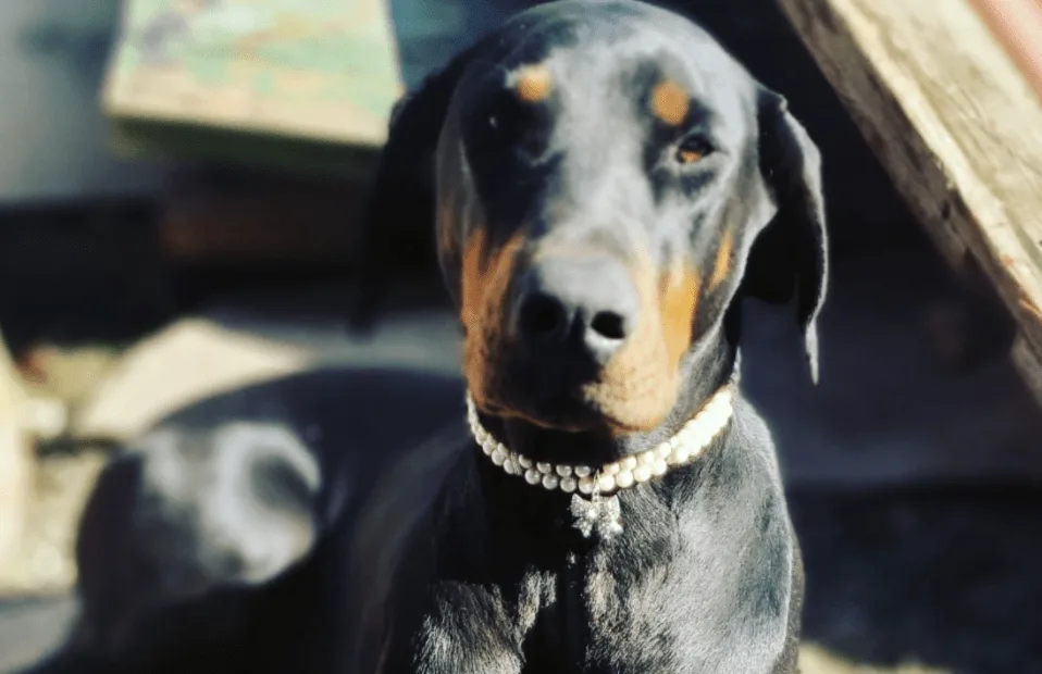 Dobermans Bear and Poppy Found and Reunited After Gloucestershire Police Appeal