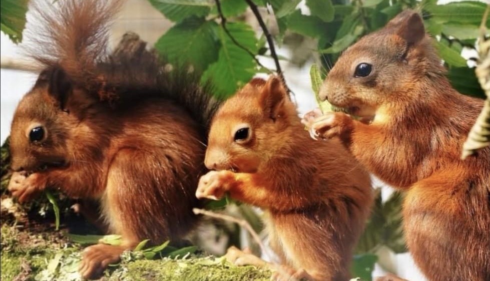 Four baby red squirrels have been born at Longleat Safari Park for the first time