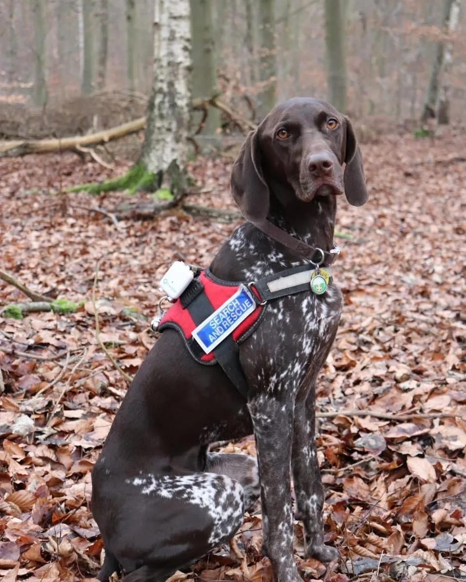 Norfolk search and rescue team appeal after losing dog