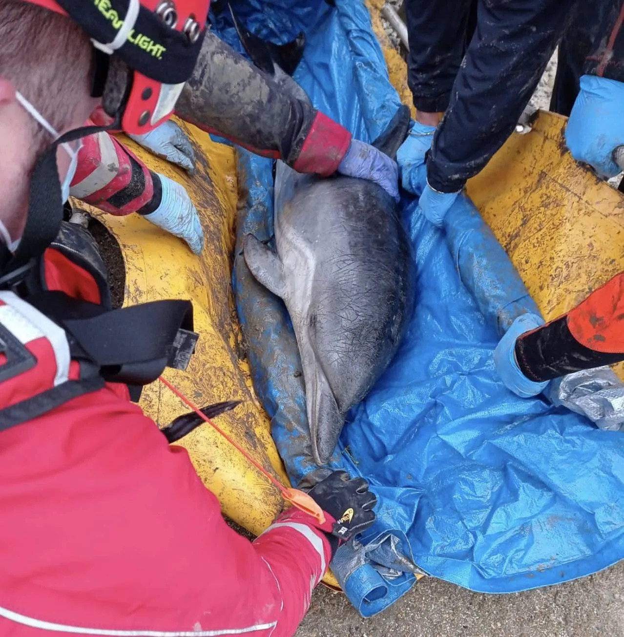 Heroic Rescue as Stranded Dolphin Freed from Mud and Safely Returned to Sea in Kent