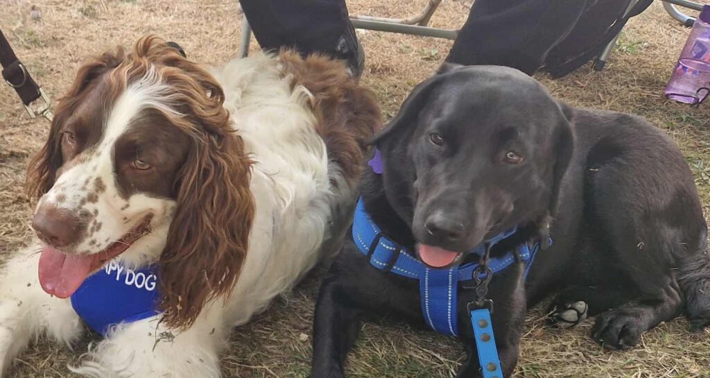 Thousands Attend Fort Amherst Health Festival as Therapy Dogs Boost Mental Wellbeing