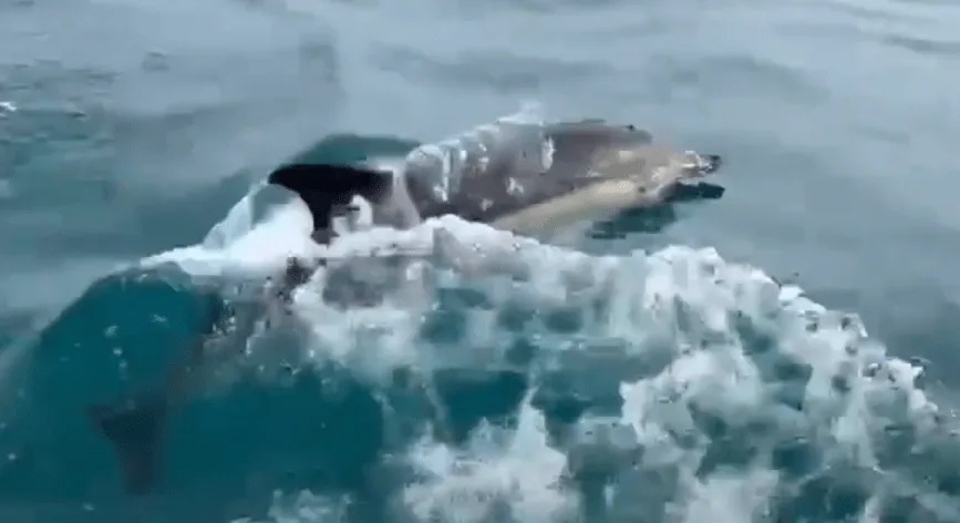 Pod of 50 Dolphins Stuns Brighton Fishermen Near Sussex Windfarm