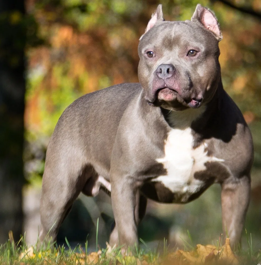 Falmouth Girl Hospitalised After Brutal XL Bully Dog Attack in Cornwall Home