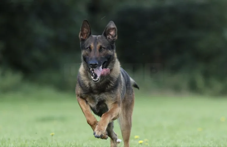 Scooter Knife Rampage in Mansfield Ends as Police Dog Tackles Stabber Who Injured Five