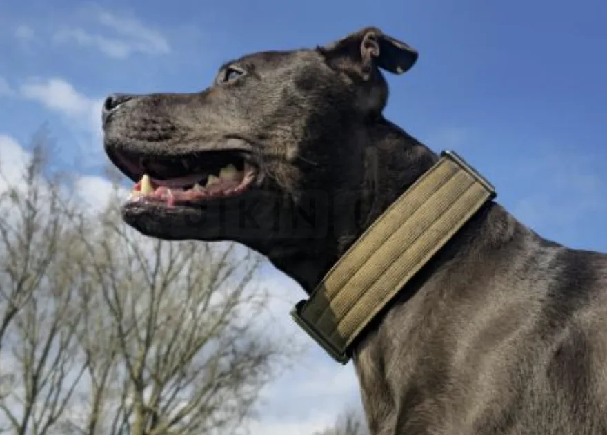 Wildlife Rescuer’s Erith Flat Ravaged by Fire – Beloved Dog Bruno Miraculously Saved