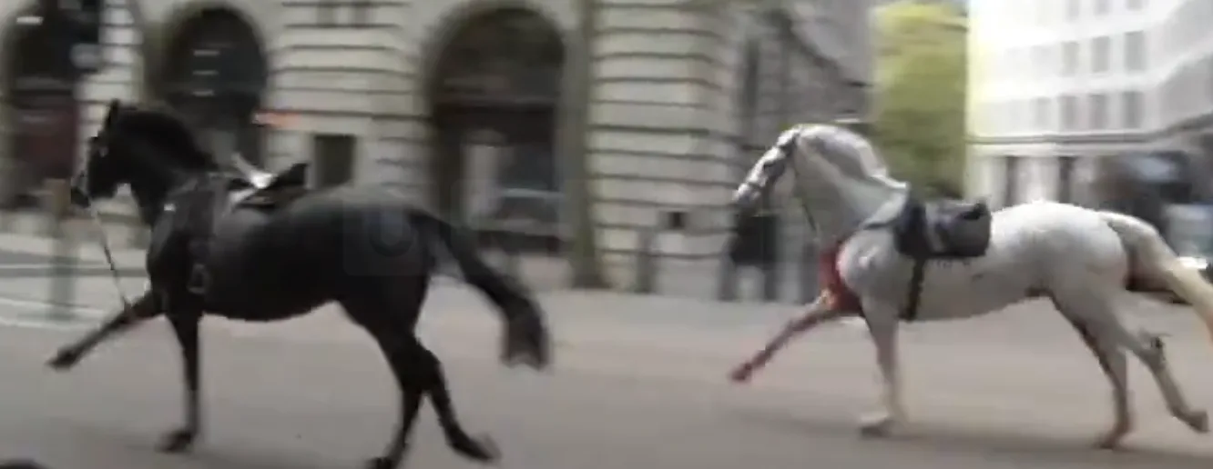 Household Cavalry Horses Run Wild in Central London Chaos – Soldier Injured, Cars Damaged