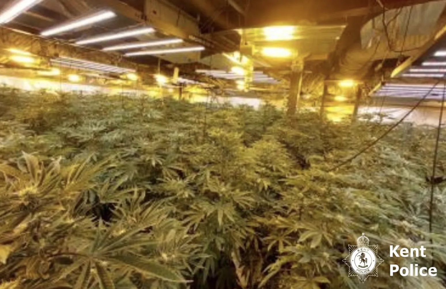 Kent Police Raid Massive Cannabis Farm: 1,500 Plants Seized, Three Men Arrested for Cultivation and Electricity Theft