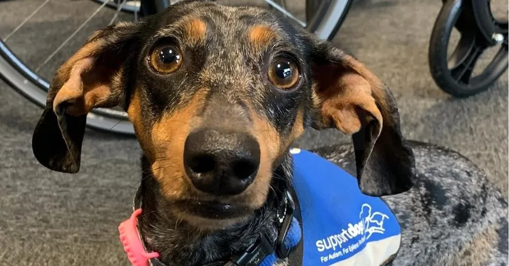 Sheffield’s Tiny Sausage Dog Chorizo Becomes Life-Saving Assistance Pup for MS Sufferer