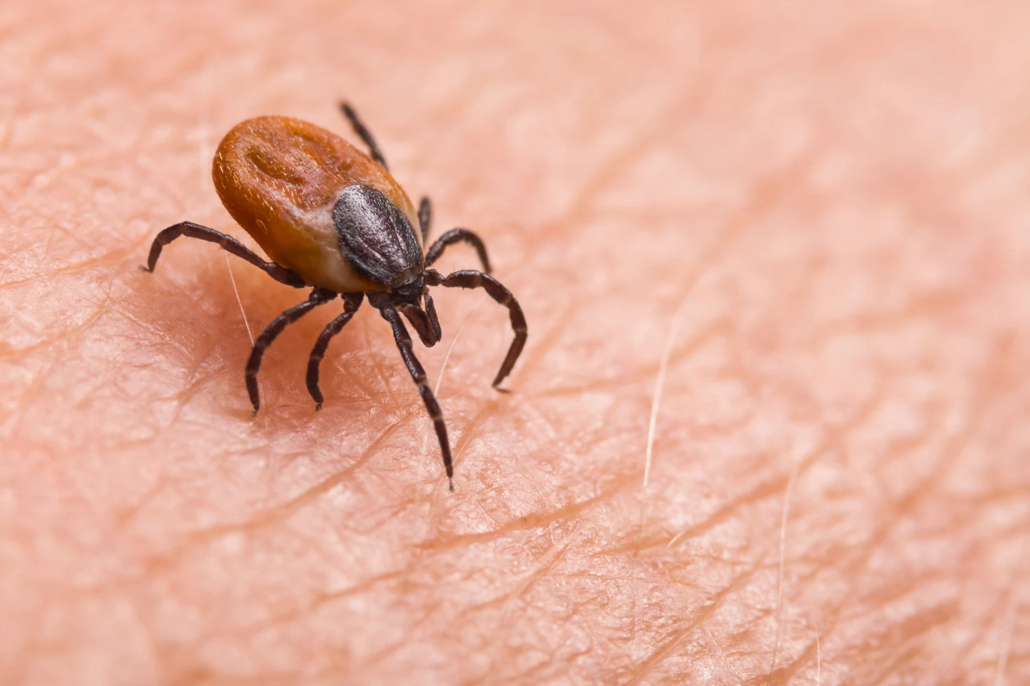 Beware of Ticks: Vet Warns Pet Owners of Lyme Disease Risk | Woodland ...
